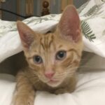 Profile photo of Mika