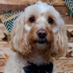 Profile photo of bamboosbakehouse