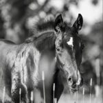 Profile photo of barbara_pirnay