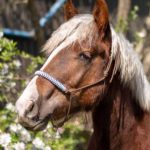 Profile photo of Toke