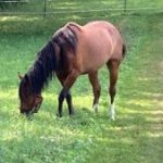 Profile photo of woodzninja66