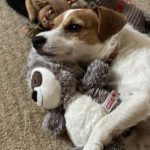 Profile photo of laragibson543