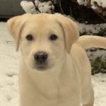 Profile photo of ivonneschouten