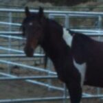 Profile photo of cyahart