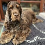 Profile photo of ingrid.rosseel