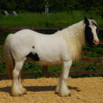 Profile photo of sophiekendrick