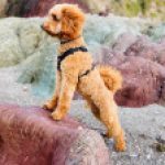 Profile photo of Rhiannon