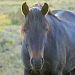 Profile photo of Joey