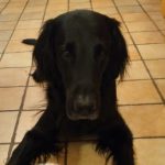 Profile photo of Insa
