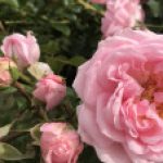 Profile photo of Flavia