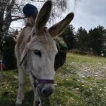 Profile photo of carol