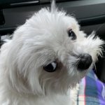Profile photo of Nina