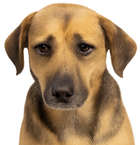 dog apprehensive dog apprehensive